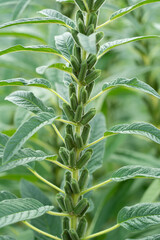 Sesame plants crop in the field