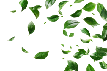 falling green leaves isolated on white or transparent png