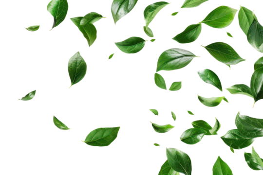 falling green leaves isolated on white or transparent png