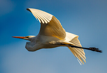Great Egret