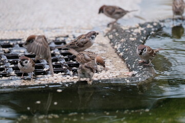 House sparrow (Passer domesticus) eating food at a zoo