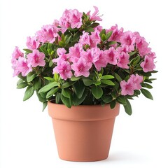 Vibrant Pink Azalea Plant in Terracotta Pot for Home Décor