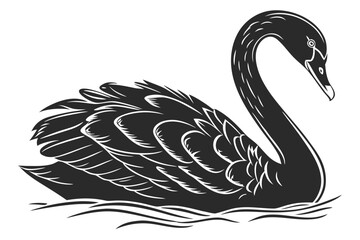 Obraz premium Elegant black swan swimming on the water isolated on white background
