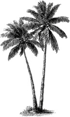 Two palm trees in grayscale