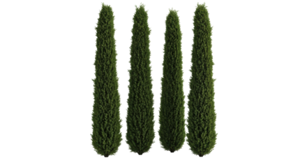 Four tall, mature Italian cypress trees with dense, vibrant dark green foliage, meticulously aligned in a neat row against a transparent seamless studio cyclorama backdrop, ultra-realistic, even