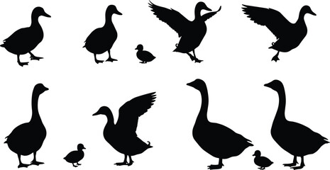 Silhouette ducks and geese with ducklings, bird vector set, flying and standing poses, nature illustration, waterfowl family clipart, animal wildlife design, farm birds collection © Biplob Creatives