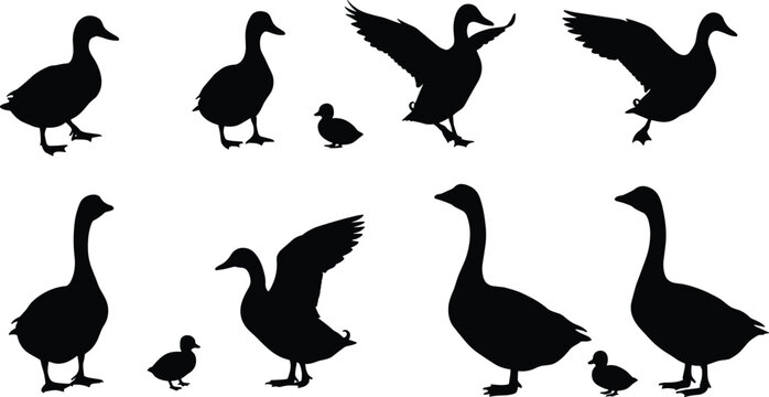 Silhouette ducks and geese with ducklings, bird vector set, flying and standing poses, nature illustration, waterfowl family clipart, animal wildlife design, farm birds collection