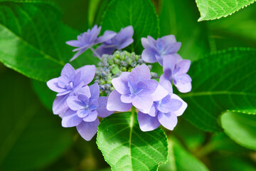 アジサイ