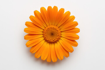 Isolated Orange Calendula Flower on White Background