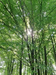 green forest in the morning