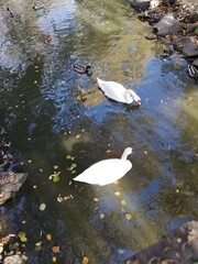 swans on the lake