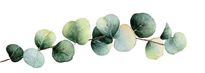 Delicate eucalyptus sprig