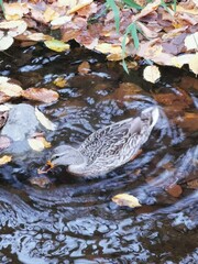 Duck and autumn leaves in water
