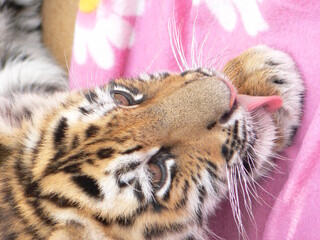 Obraz premium close up of a tiger cub