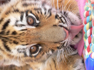 Obraz premium close up of a tiger