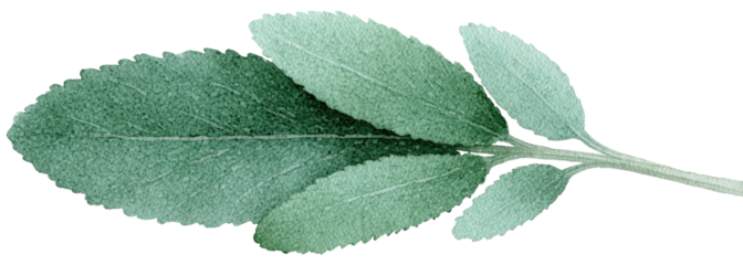 Detailed illustration of a single leaf