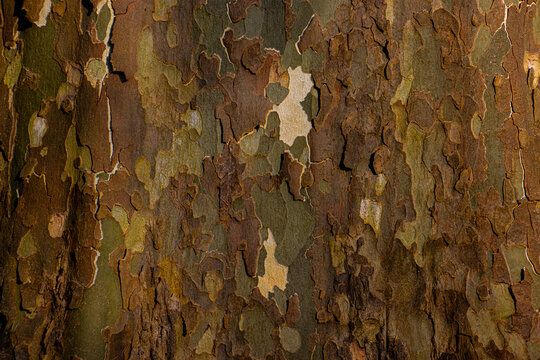 Close-Up of Textured Plane Tree Bark with Natural Patterns and Colors