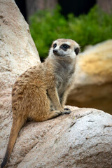 Meerkats are small, social mongooses