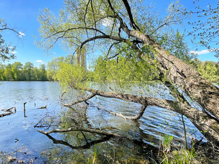 Trees on the banks of the Pekhorka River in Balashikha in April. Moscow region, Russia
