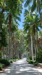 Obraz premium Sunlit Path Through Lush Palm Tree Canopy
