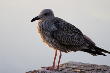 A juvenile Caspian Gull stands on a wooden pier against a light grey background in the warm light of a sunny sunset.	