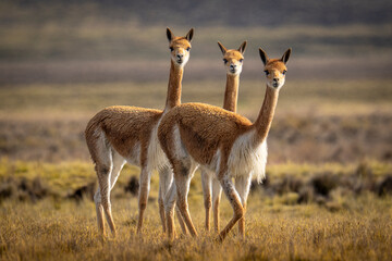 Vicuñas en Pampa Cañahuas