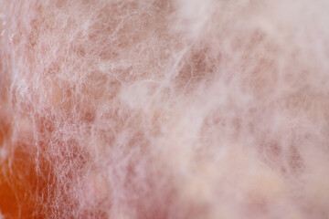 Fototapeta premium Macro texture of mycelium growth on apple fruit