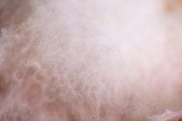 Obraz premium Macro texture of mycelium growth on apple fruit