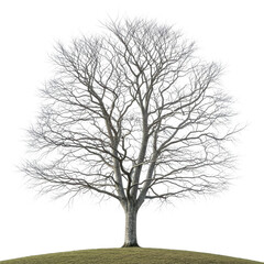 Obraz premium Bare winter tree isolated on transparent background