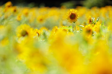 満開のヒマワリ畑