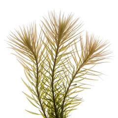 Fototapeta premium Green and brown pine needle plant isolated on transparent background