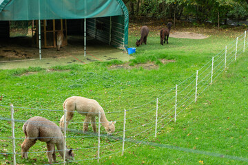 Alpacas grazing peacefully in a lush green pasture near a rustic barn surrounded by autumn foliage in the heart of countryside tranquility
