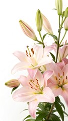 Elegant white and pink lily flowers in full bloom on a pure white seamless background with copy space for text, soft natural light highlighting petals. Concept of floral minimalism and purity