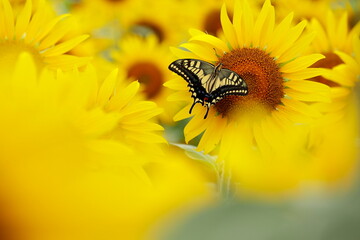 ヒマワリとアゲハ蝶