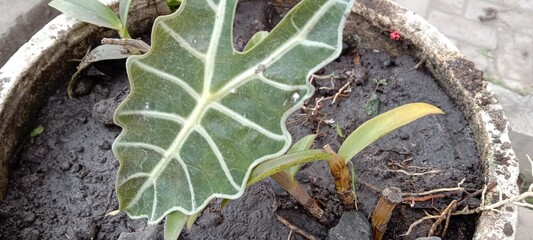 Broad-leaved ornamental plants 