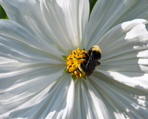 Bumblebee collecting pollen from a white flower during spring in a sunny garden