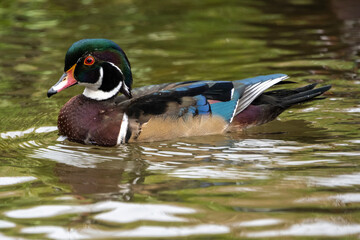 Colorful wood duck swimming in tranquil water surrounded by greenery during late afternoon light