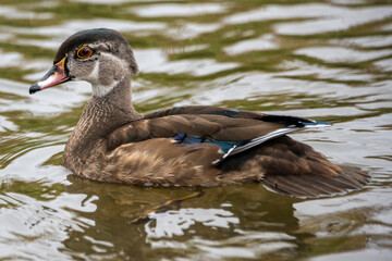 Wood duck swims gracefully on a tranquil pond surrounded by green foliage during the afternoon sun