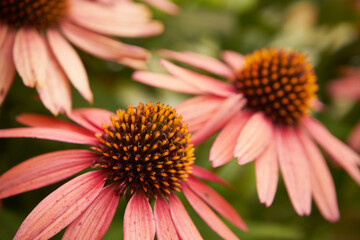 Jeżówka,Echinacea Moench,kwiat,roślina ozdobna,ogród