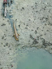 Fish amphibians living in mangrove forests are called Mudskipper.

