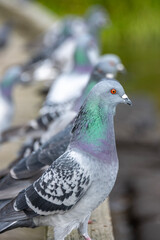 Pigeons perched on a railing near a body of water at dawn, showcasing vivid plumage and unique expressions