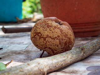 A rotten apple covered in mould on wooden surface.