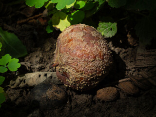 A decaying apple covered in mold on the ground.