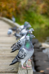 Pigeons gathered along wooden boardwalk near water during daytime in a serene natural environment