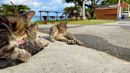 海辺でくつろぐ沖縄、離島の猫たち のんびりした島時間
