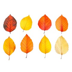 秋色に染まる様々な形の葉っぱのクローズアップ 白背景に配置された鮮やかな色合い