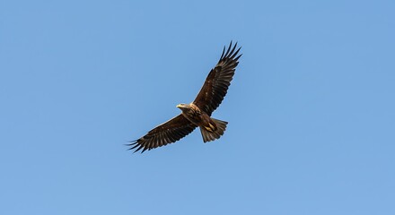 Obraz premium Majestic Eagle Soaring Gracefully Against a Clear Blue Sky