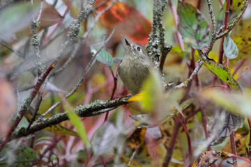 Small bird perched among vibrant autumn foliage in a forest during late afternoon light