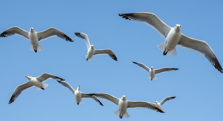 Obraz premium Several seagulls soaring in a clear blue sky, captured in flight