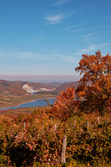 Autumn colored trees and countryside landscape scenery.